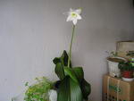 Eucharis Amazonica